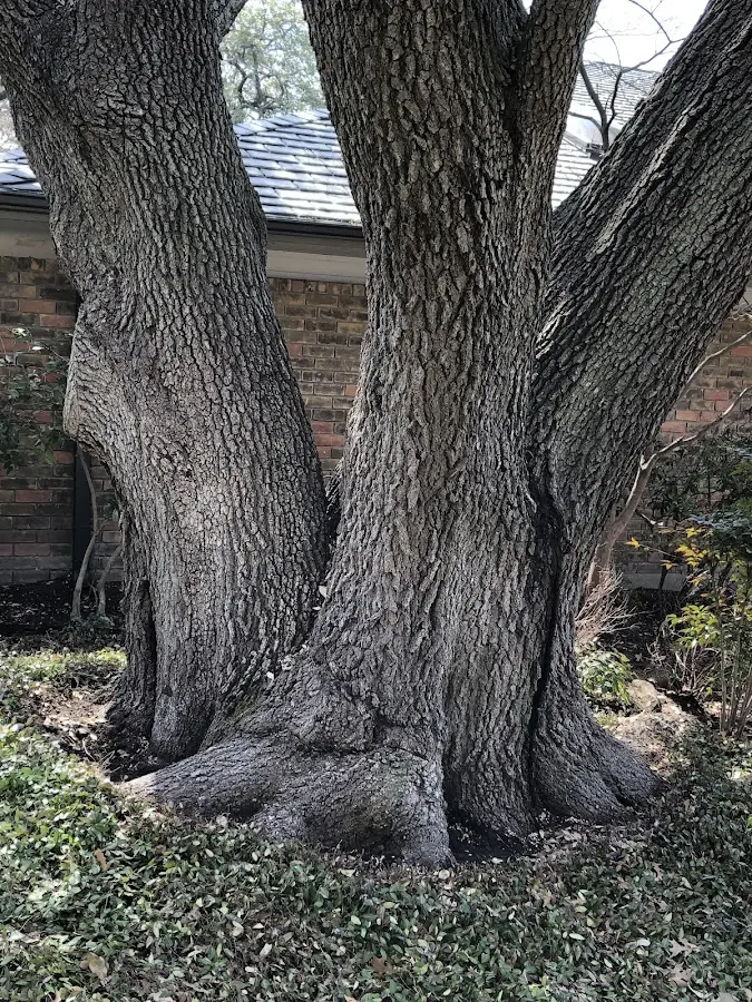 Mature heritage tree close to a Wells property cared for by certified arborists